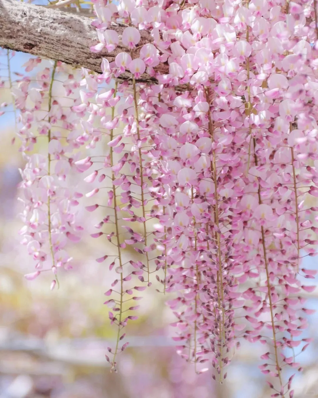 🚨50% DI SCONTO🚀Venditissimi💜Semi di vite di glicine viola