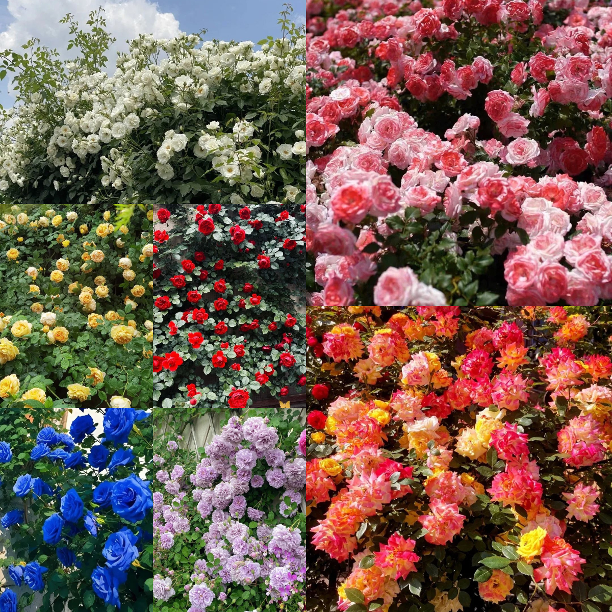 Mixed Beautiful Climbing Rose Seeds