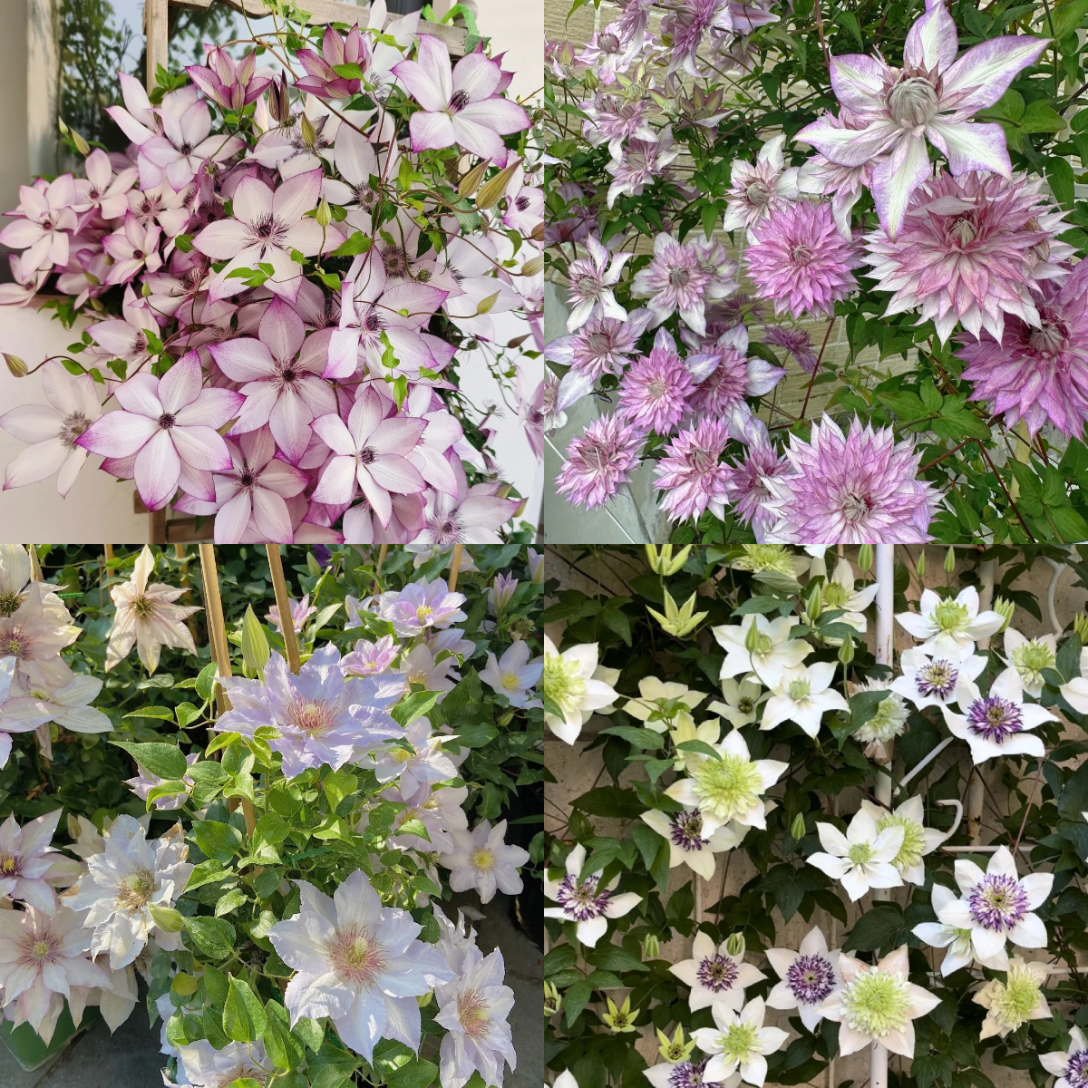 Climbing Mixed Perennial Clematis Seeds - Over 50 Kinds Mixed