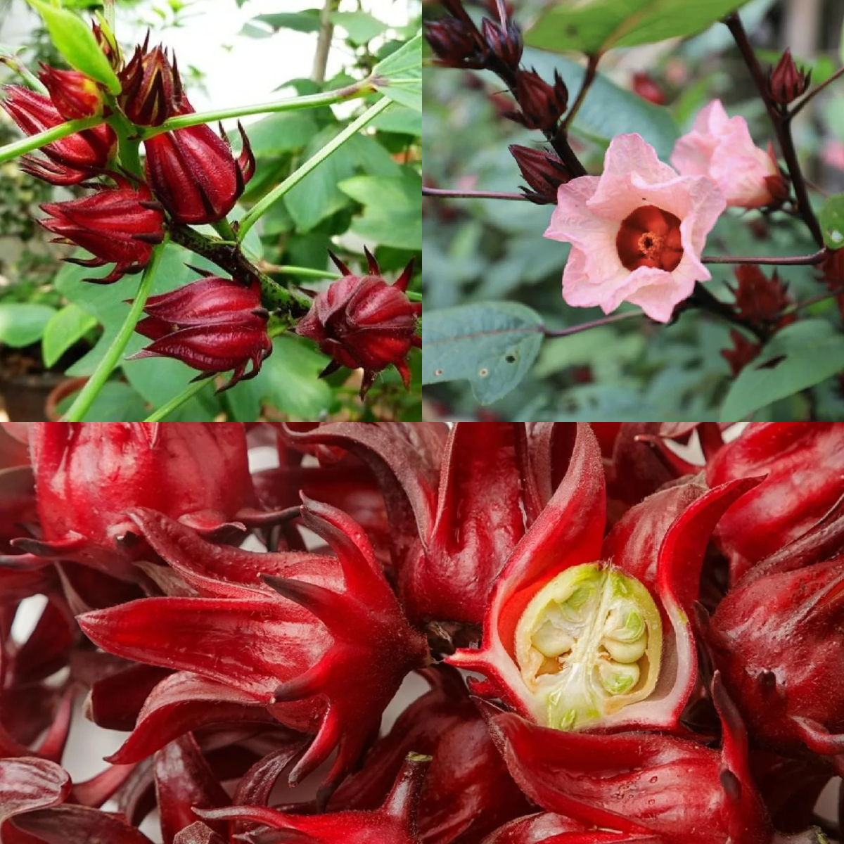 Roselle Hibiscus Seeds, Hibiscus Sabdariffa Seeds