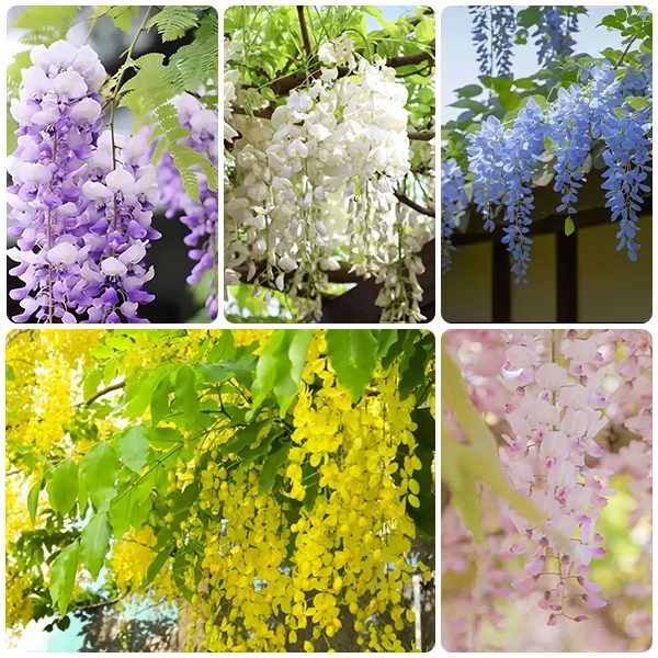 🚨50% DI SCONTO🚀Venditissimi💜Semi di vite di glicine viola