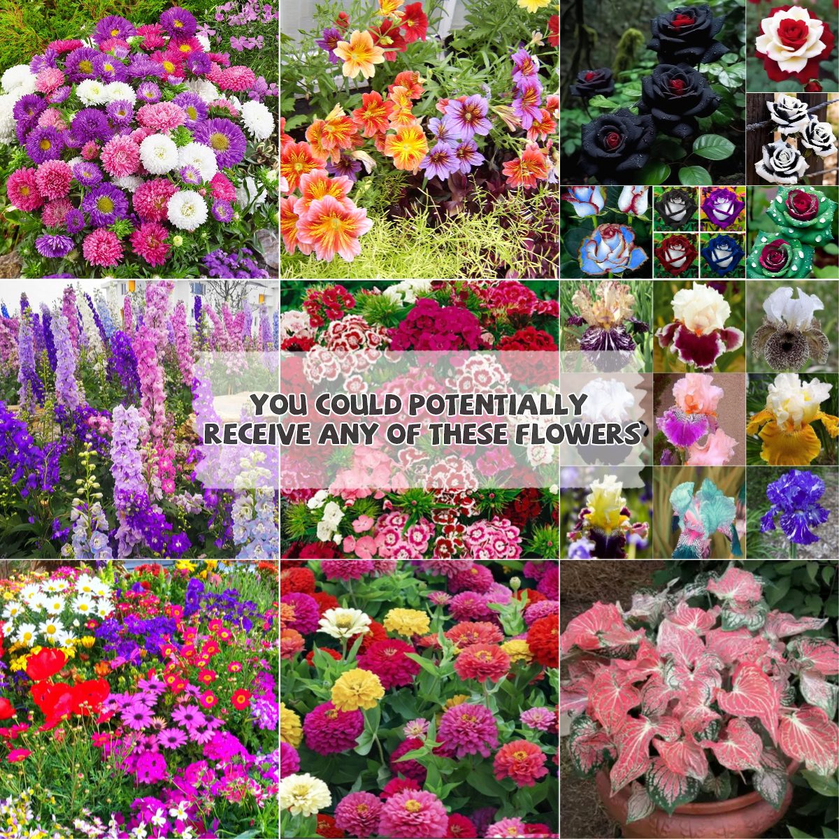 🌱 Mystery Seed-Over 50 Kinds-Surprise Box