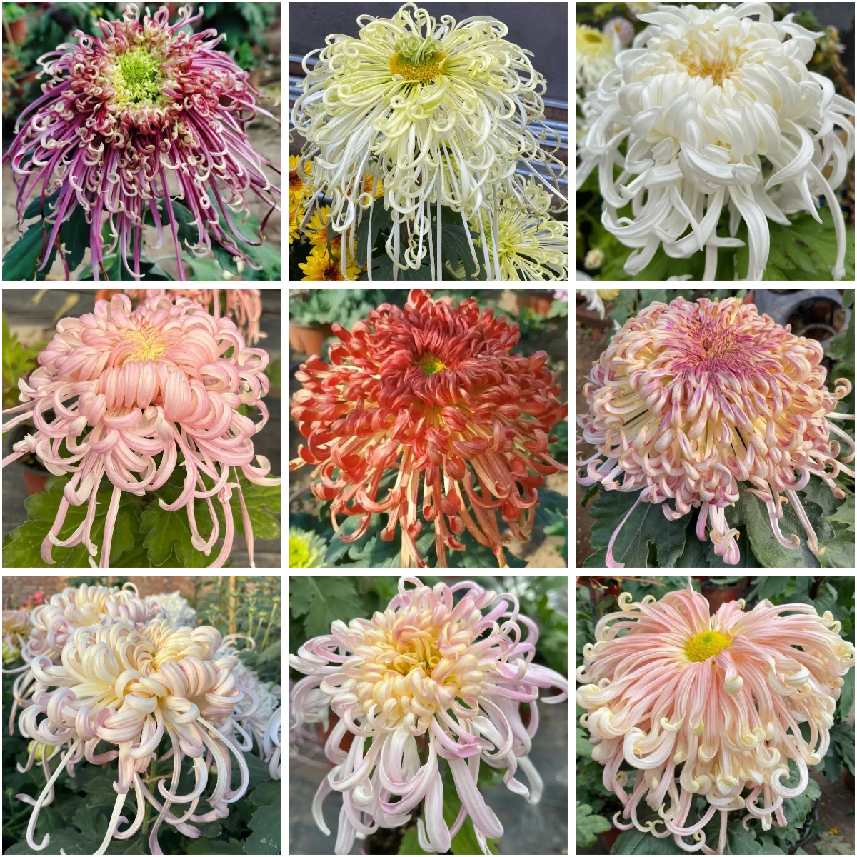 Beautiful Spider Chrysanthemum Seeds