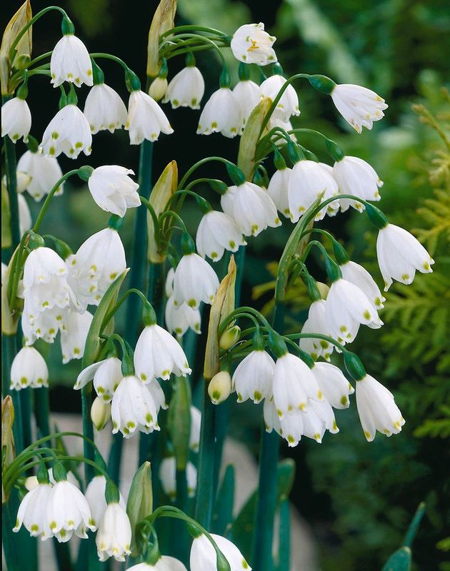 Snowdrop Haven🌼PureBeauty, Fresh Starts