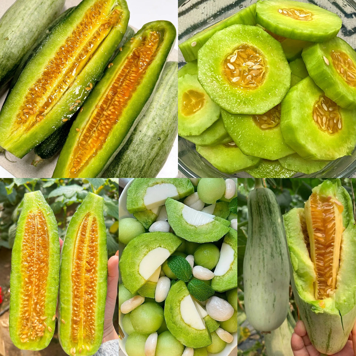 Croissant Muskmelon Seeds