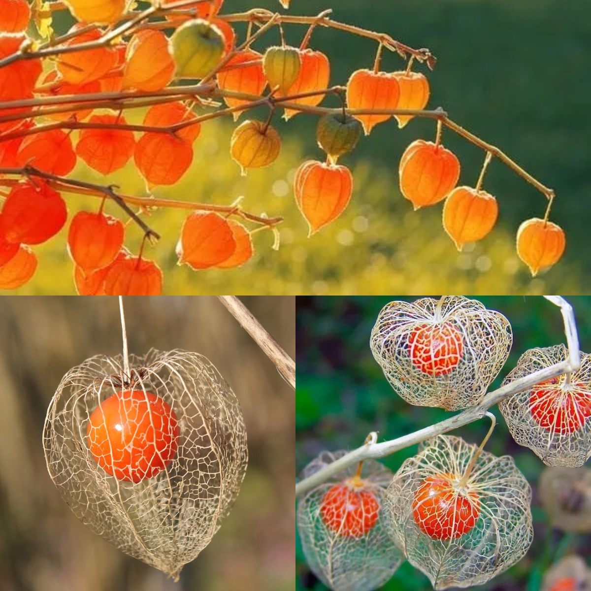 🎉54% OFF💥🔥Winter Ground Cherry Seeds-Strawberry Ground Cherry🍓🍒Chinese Lantern