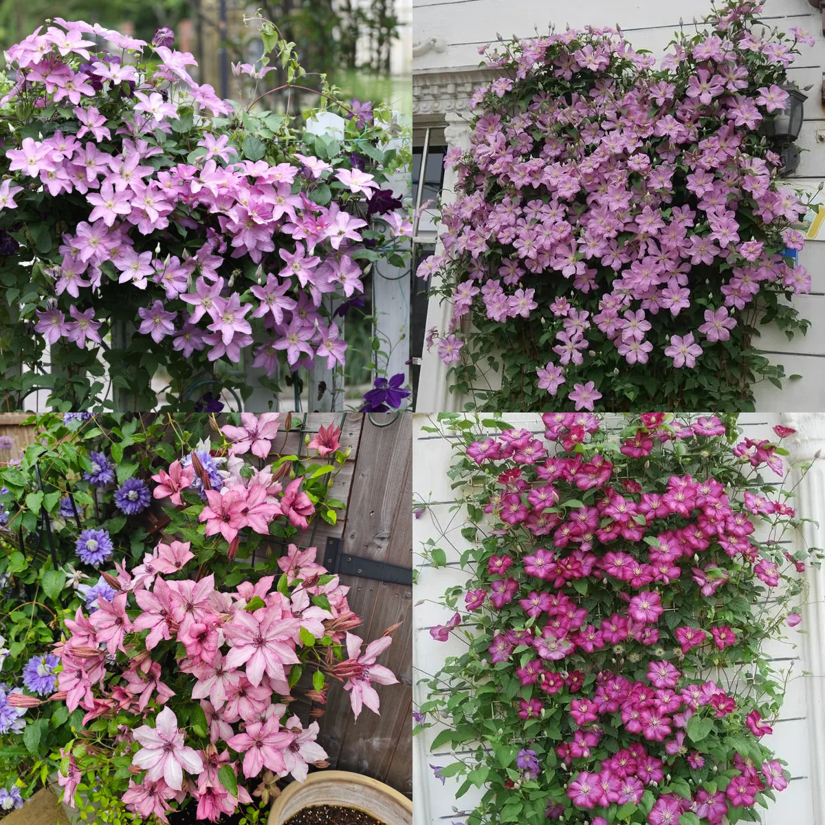 Climbing Mixed Perennial Clematis Seeds - Over 50 Kinds Mixed