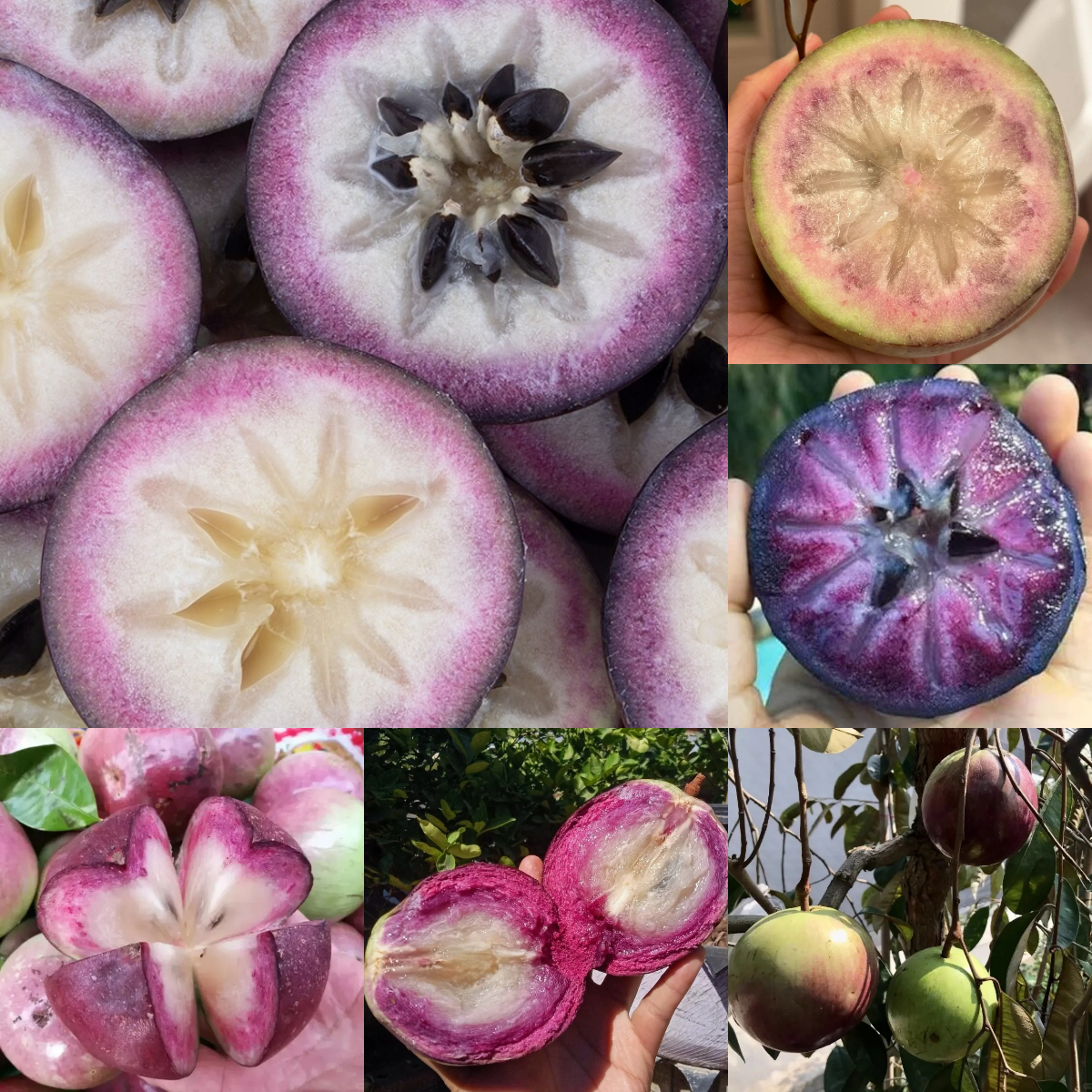 Cherimoya Fruit ( Star Apple / Milk Fruit ) Tree Seeds