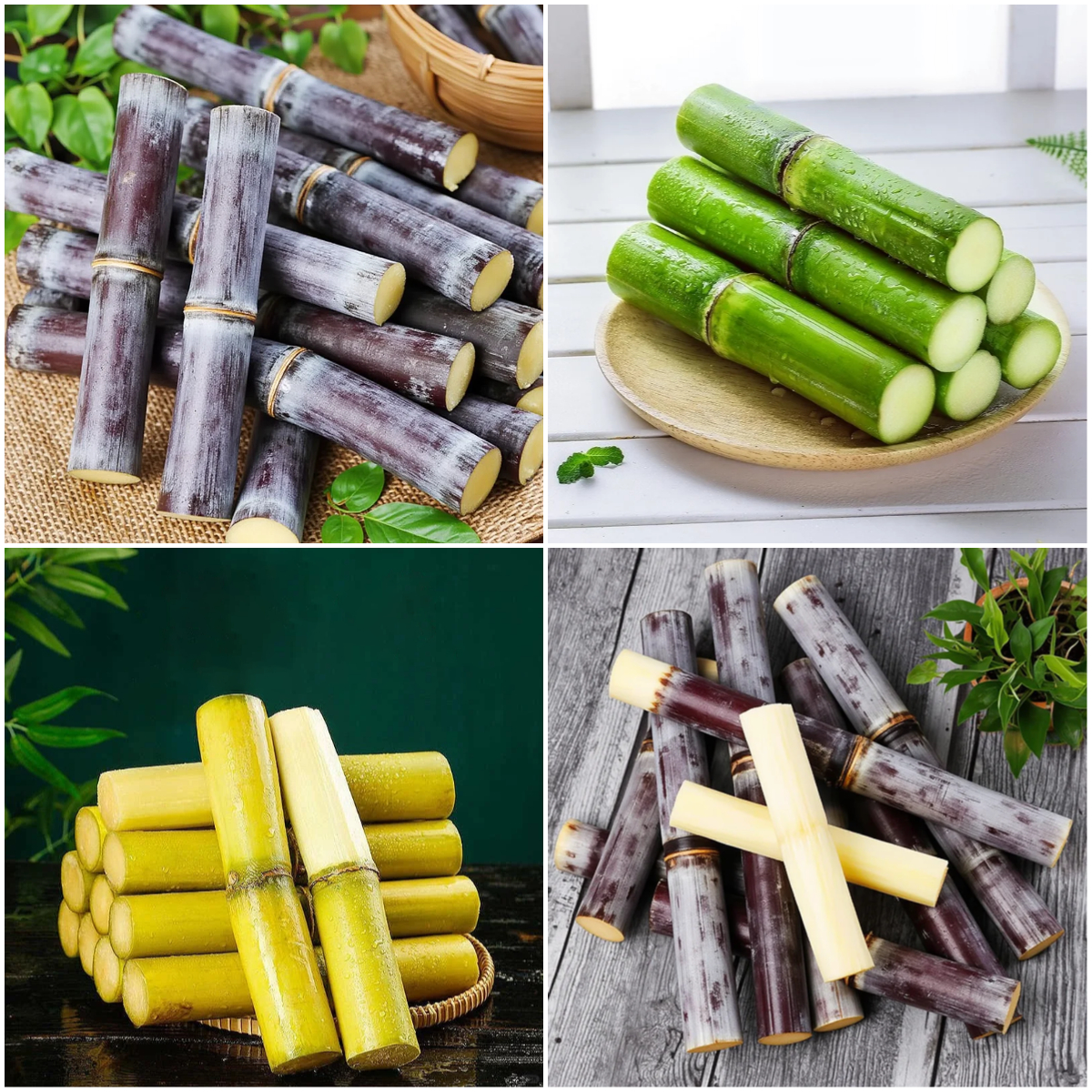 🌱 Grow Your Own Sugarcane – High Germination Seeds ✨ for Easy Home Gardens 🌿!