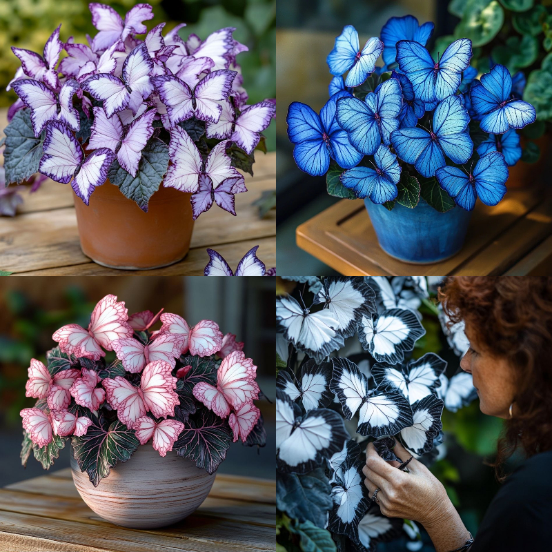 Begonia Collection🪴Indoor, Outdoor, Low Maintenance, Ornamentals, Foliage Plants