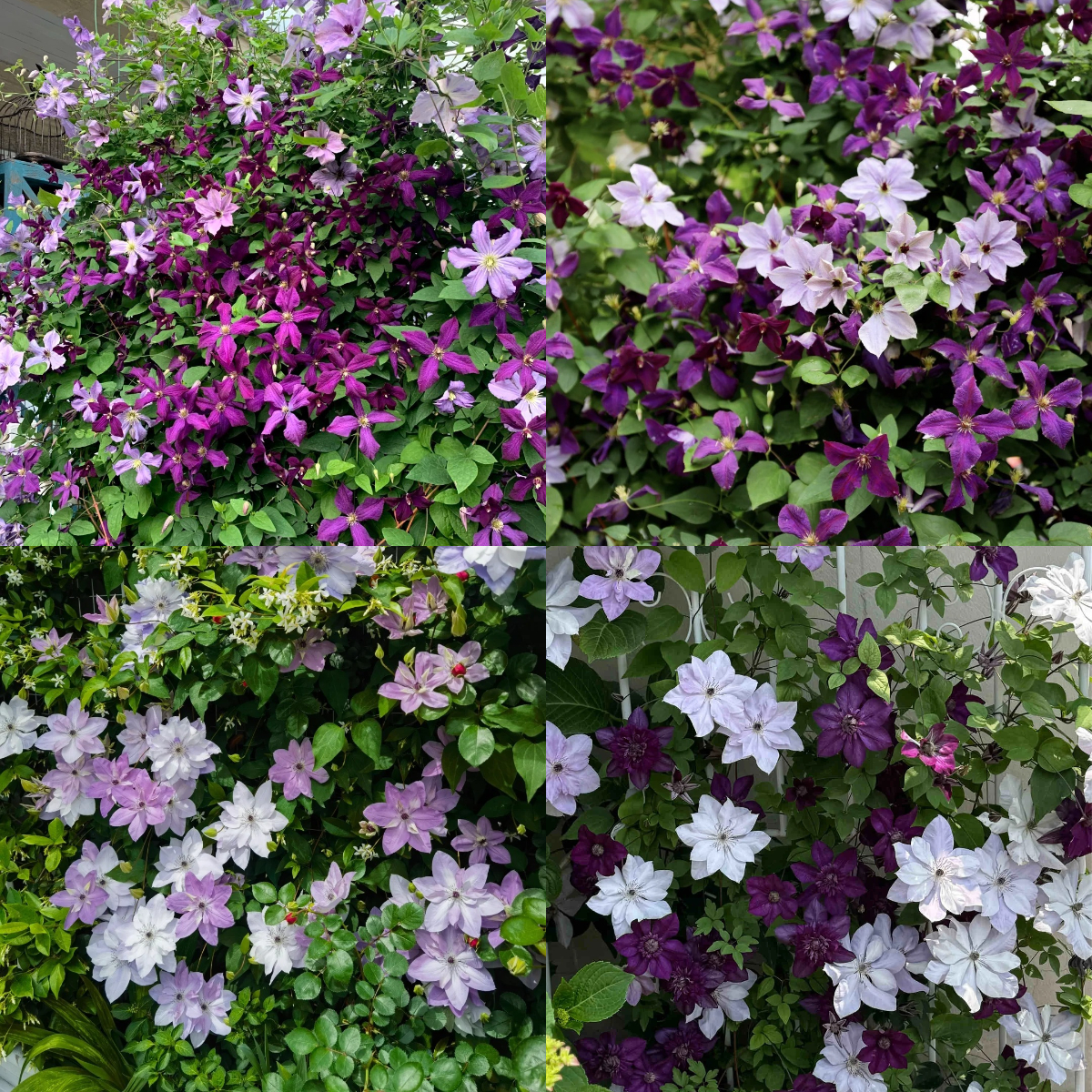 Climbing Mixed Perennial Clematis Seeds - Over 50 Kinds Mixed