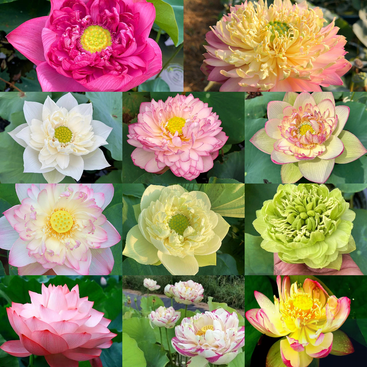 Bonsai Double Lotus Seeds