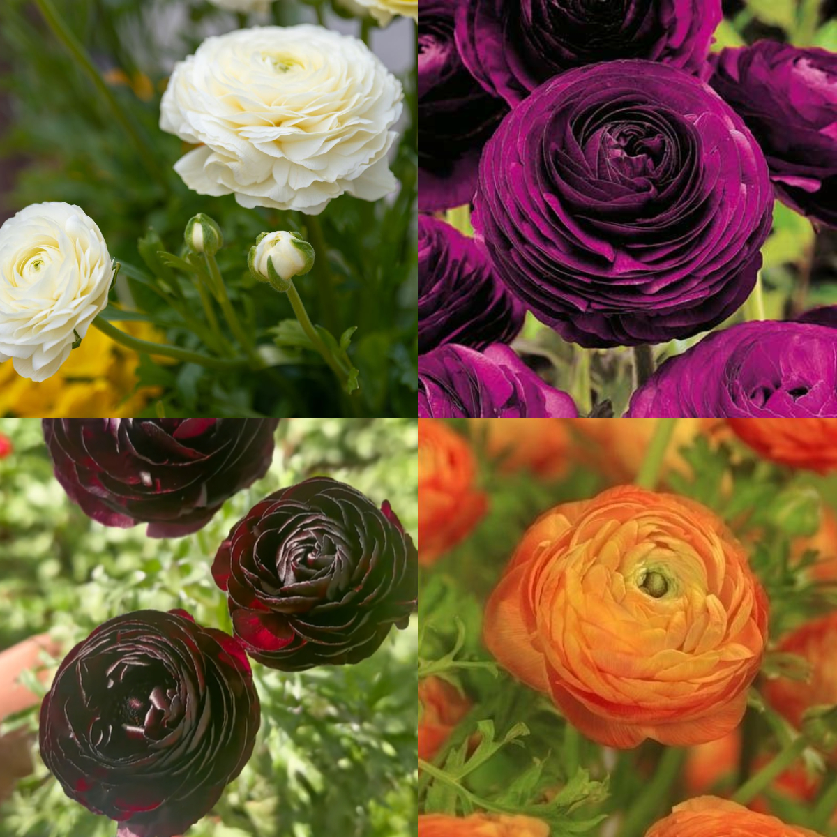 Ranunculus flowers-🔥8 Colors