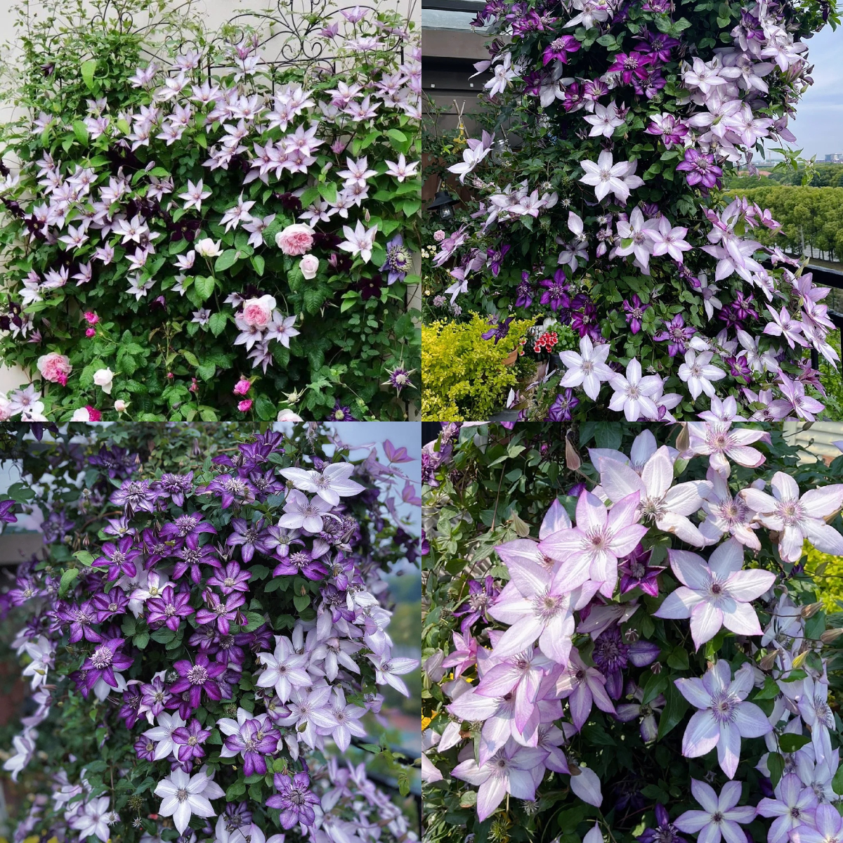 Climbing Mixed Perennial Clematis Seeds - Over 50 Kinds Mixed