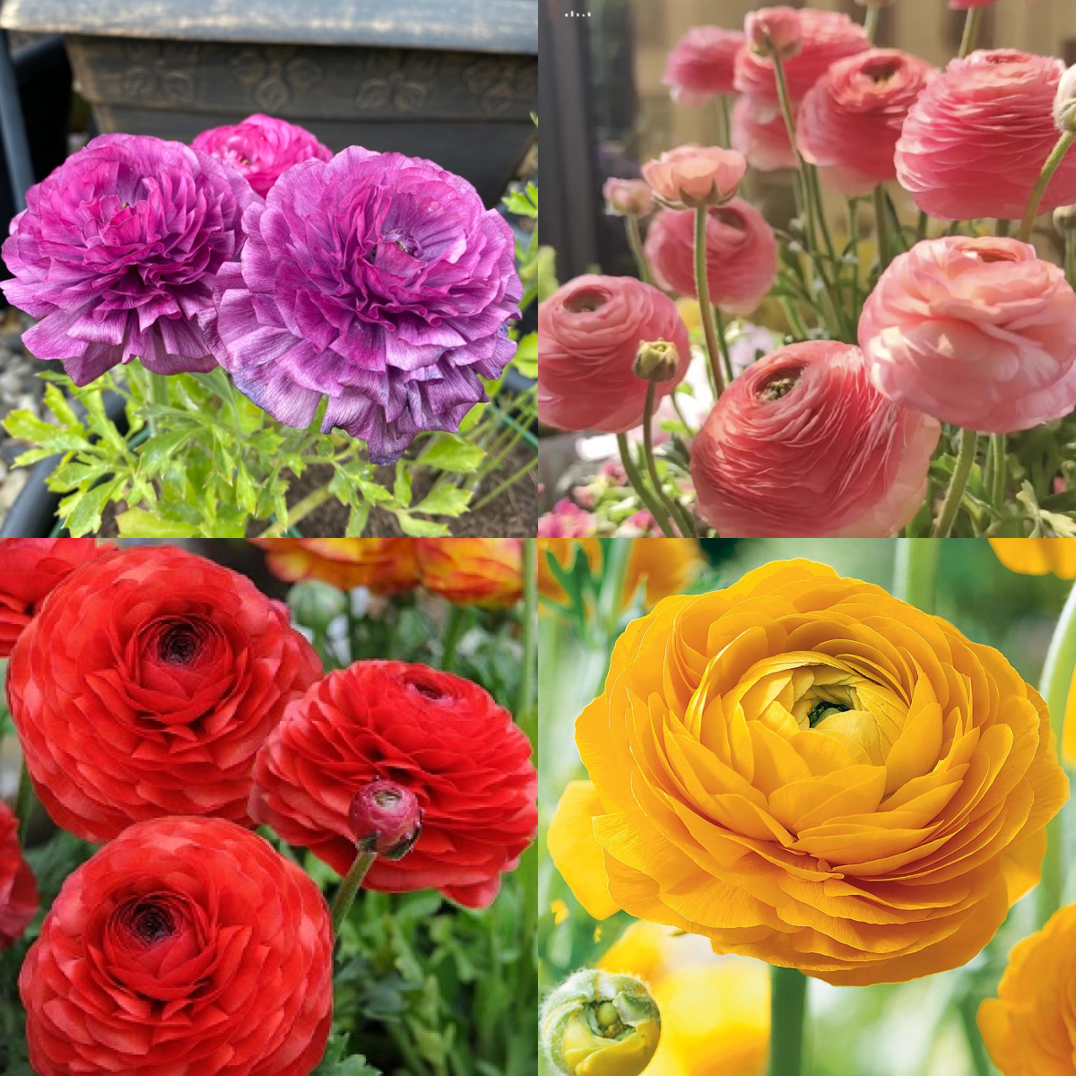 Ranunculus flowers