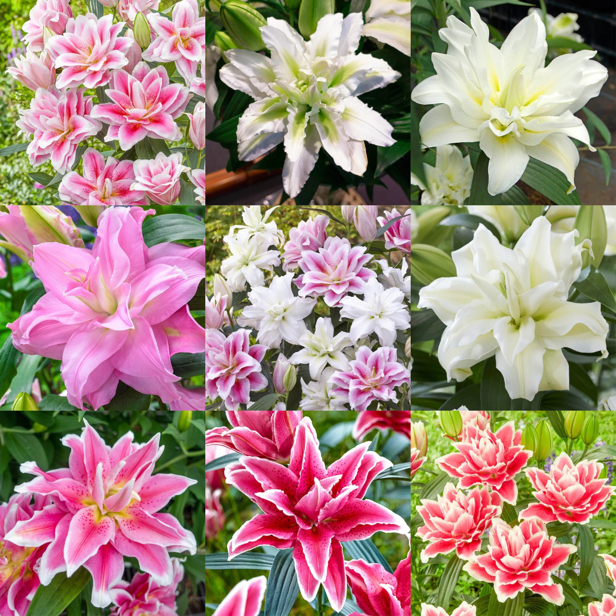 Rare Double Perfume Roselily Bulbs