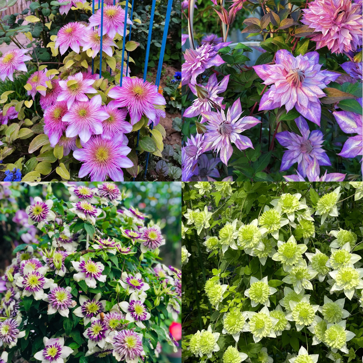 Climbing Mixed Perennial Clematis Seeds - Over 50 Kinds Mixed