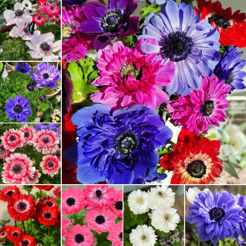 🌸 Double Anemone Seeds — Add Resilient Elegance to Your Garden!