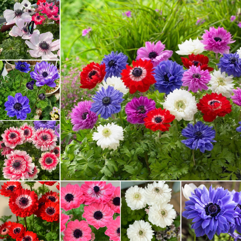 🌸 Double Anemone Seeds — Add Resilient Elegance to Your Garden!