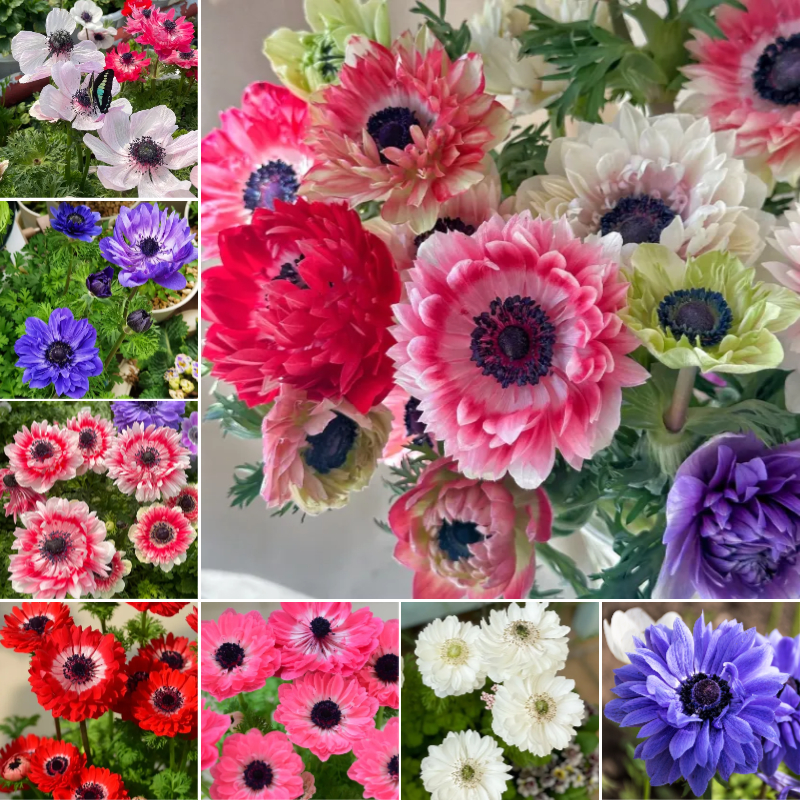 🌸 Double Anemone Seeds — Add Resilient Elegance to Your Garden!