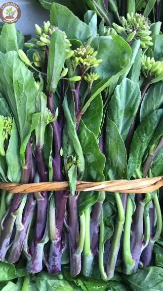 Sweetheart Red Kale Seeds, Red-Stem Kale Seeds