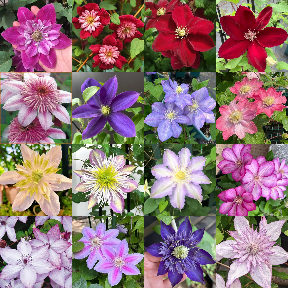 Climbing Mixed Perennial Clematis Seeds - Over 50 Kinds Mixed