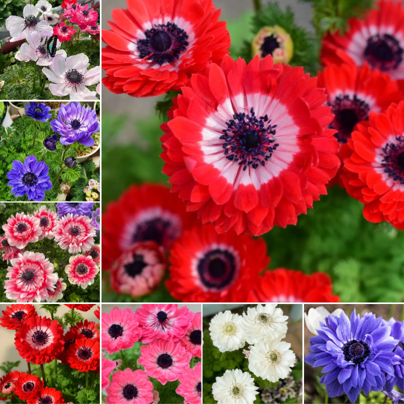 🌸 Double Anemone Seeds — Add Resilient Elegance to Your Garden!