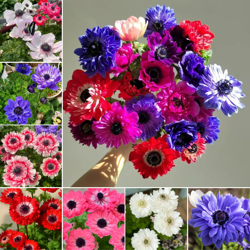 🌸 Double Anemone Seeds — Add Resilient Elegance to Your Garden!