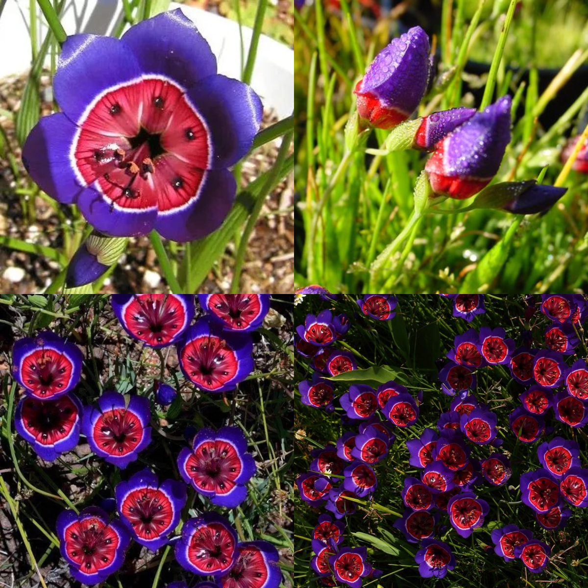 Enchant Your Garden with Geissorhiza Radians – The Stunning Tricolor Wandflower Bulb Collection