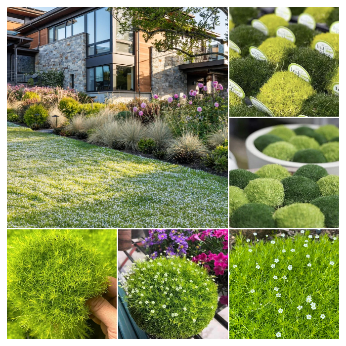 🌱 Irish Moss Seeds – Lush Greenery for All Seasons! 🌱