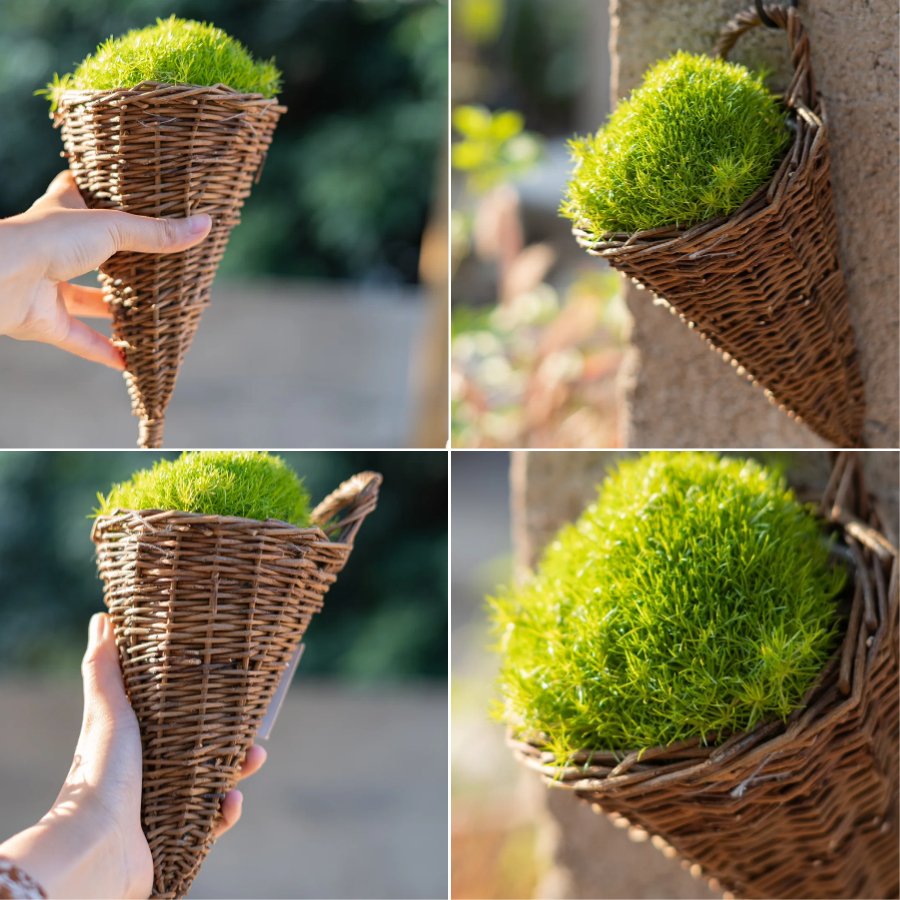 🌱 Irish Moss Seeds – Lush Greenery for All Seasons! 🌱