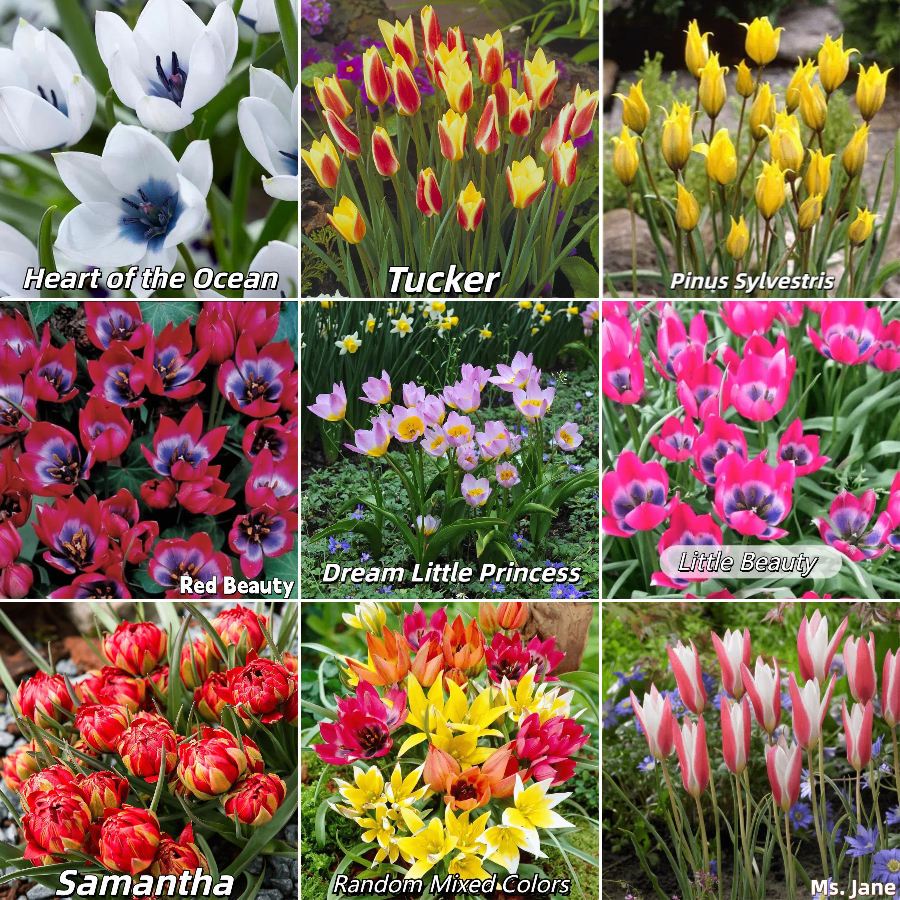 🌷 Botanical Tulip Bulbs🌷