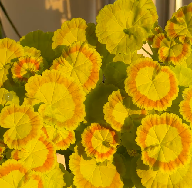 🎊Pelargonium "Mrs Quilter" Seed🍃Gorgeous leaves🎨