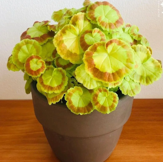 🎊Pelargonium "Mrs Quilter" Seed🍃Gorgeous leaves🎨