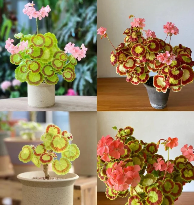 🎊Pelargonium "Mrs Quilter" Seed🍃Gorgeous leaves🎨