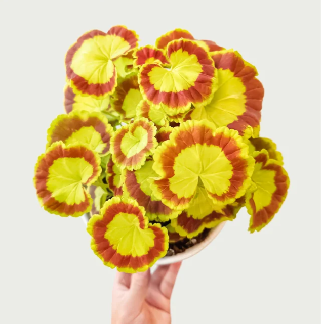 🎊Pelargonium "Mrs Quilter" Seed🍃Gorgeous leaves🎨