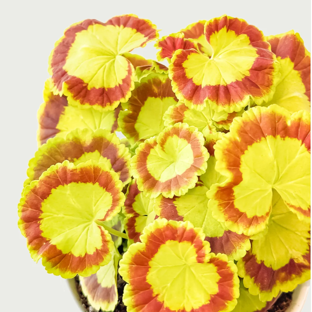 🎊Pelargonium "Mrs Quilter" Seed🍃Gorgeous leaves🎨