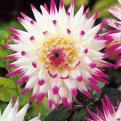 Rare Dahlias-chloriseeds