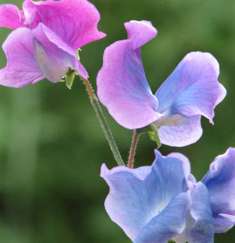 💐Multi Color Sweet Pea Flower Seeds