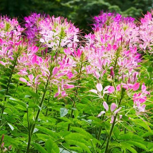 Tarenaya Hassleriana Mix