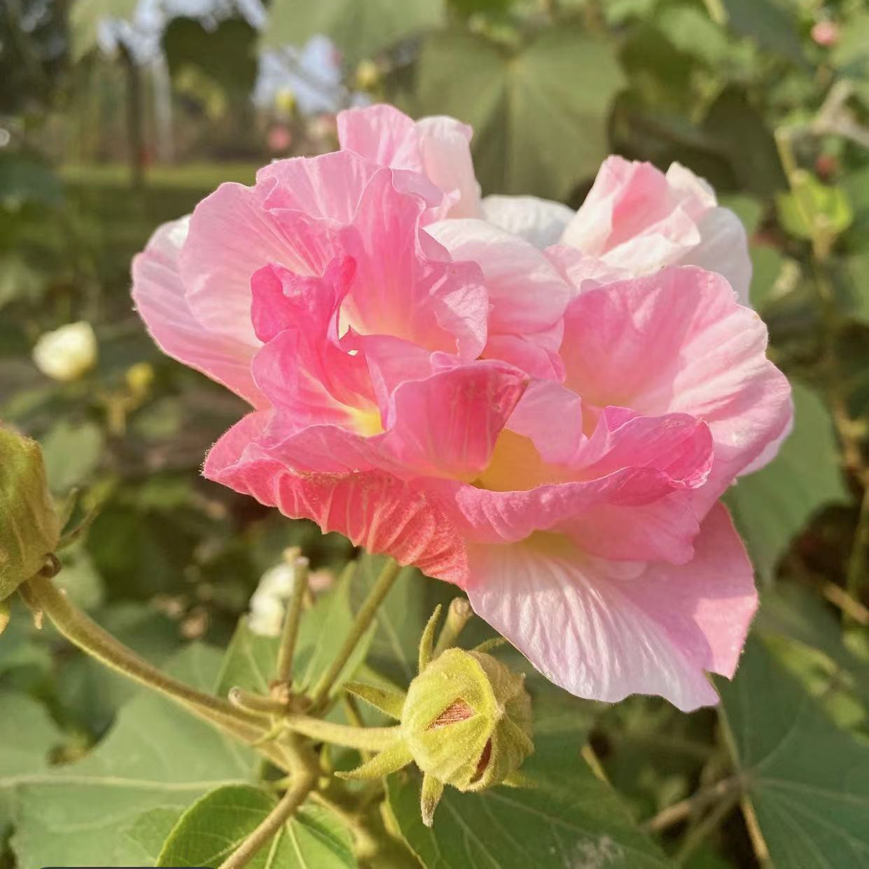 Tricolor Magic Garden Hibiscus
