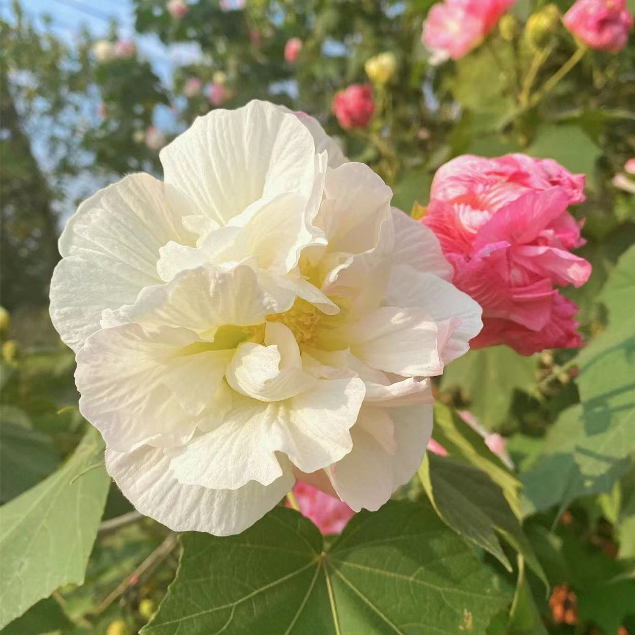 Tricolor Magic Garden Hibiscus