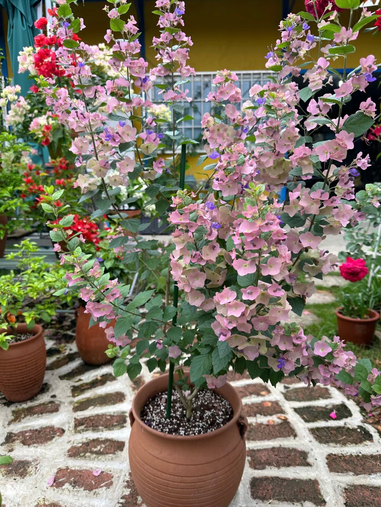 Dailyrosy™ Parasol Flower Seeds