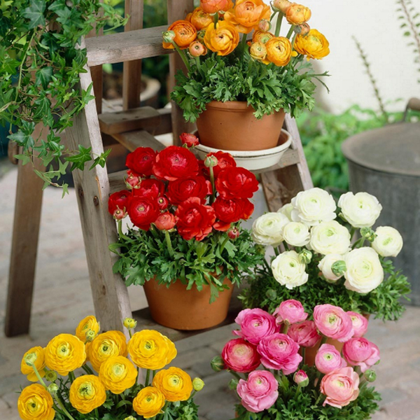 Ranunculus flowers
