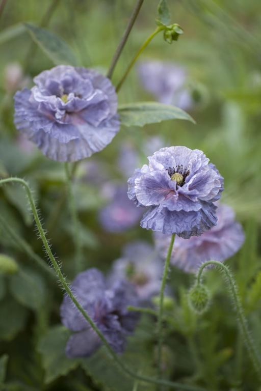 Shirley Grey Poppies Seed