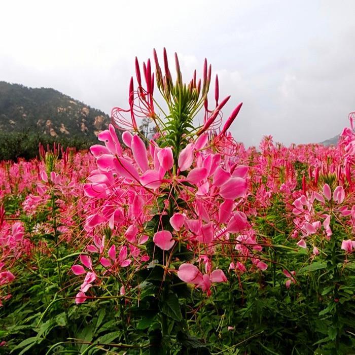 Tarenaya Hassleriana Mix