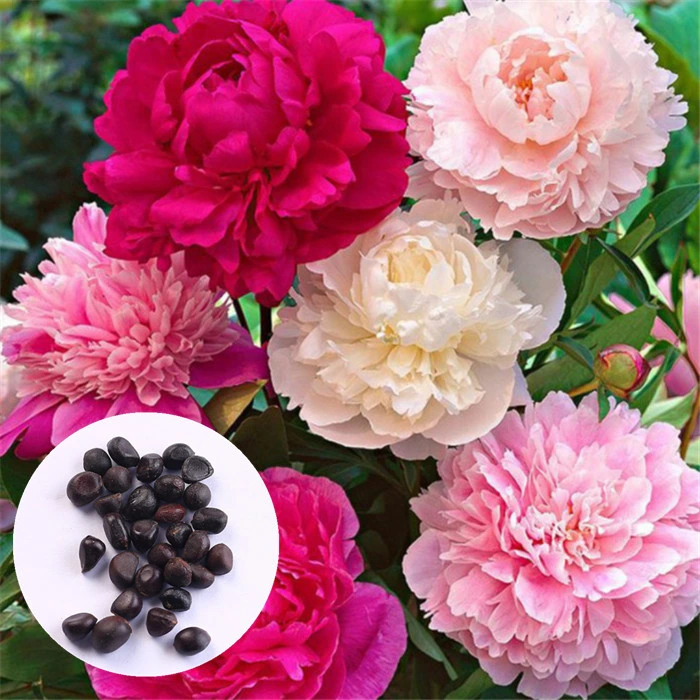 Mix 12 Colors- Moutan Peony Flower Seeds