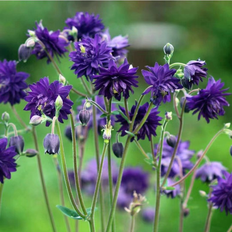 Cat's Paw Flowers Seeds-chloriseeds