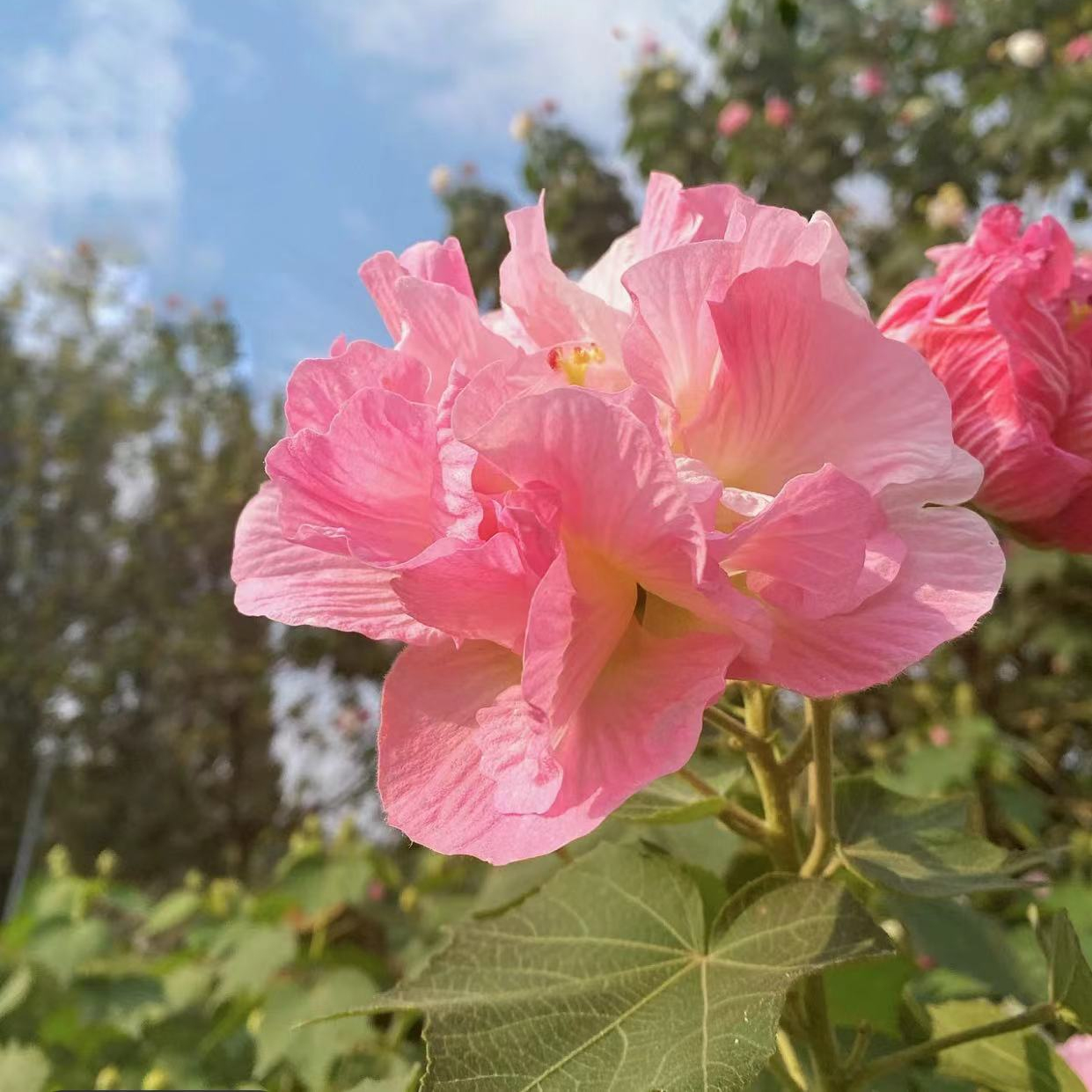 Tricolor Magic Garden Hibiscus