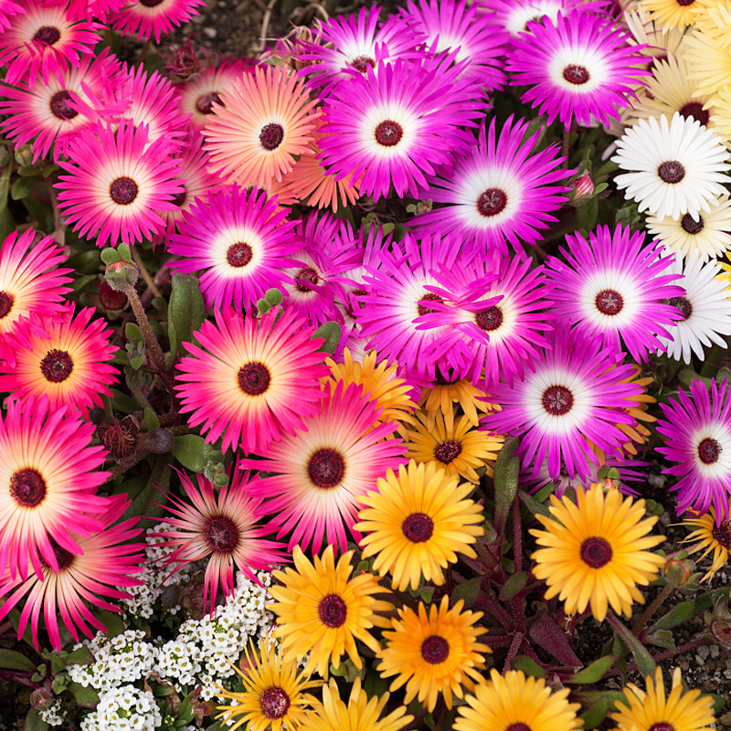  Ice Plant Harlequin Mix
